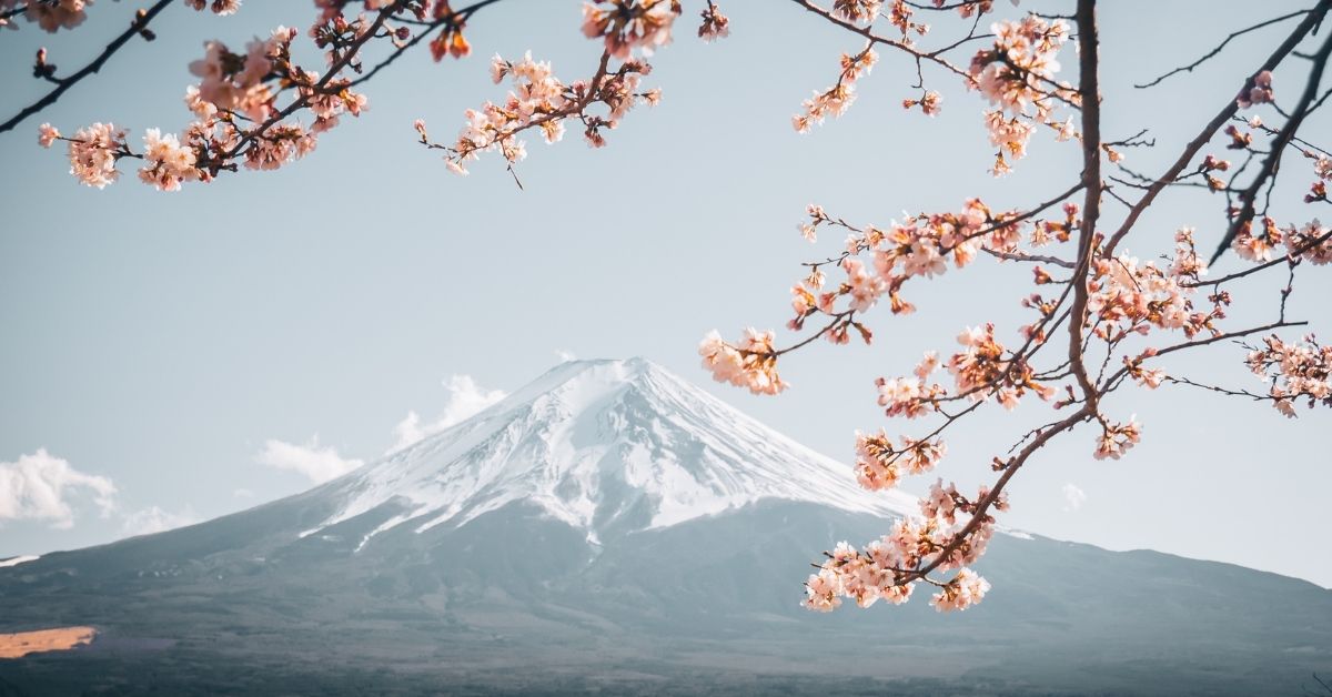 日本酒的誕生地-日本櫻花與富士山山景